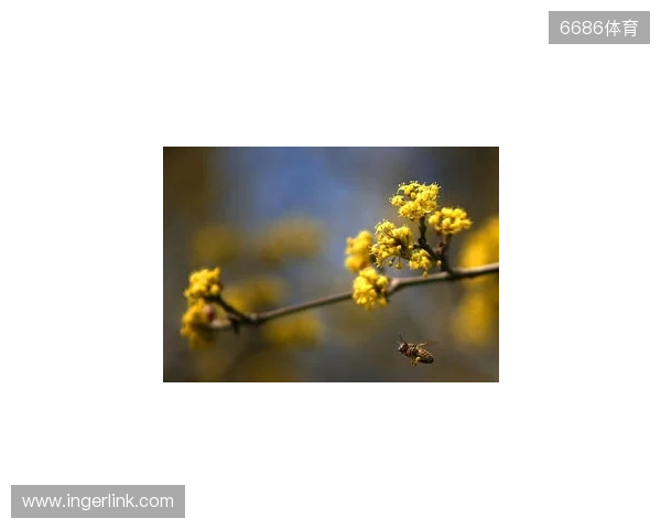 布达佩斯Major第一阶段：战舰轰鸣！FaZe 2-1 RED Canids